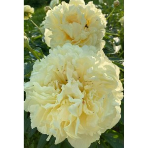 Півонія Paeonia Seidl's Super